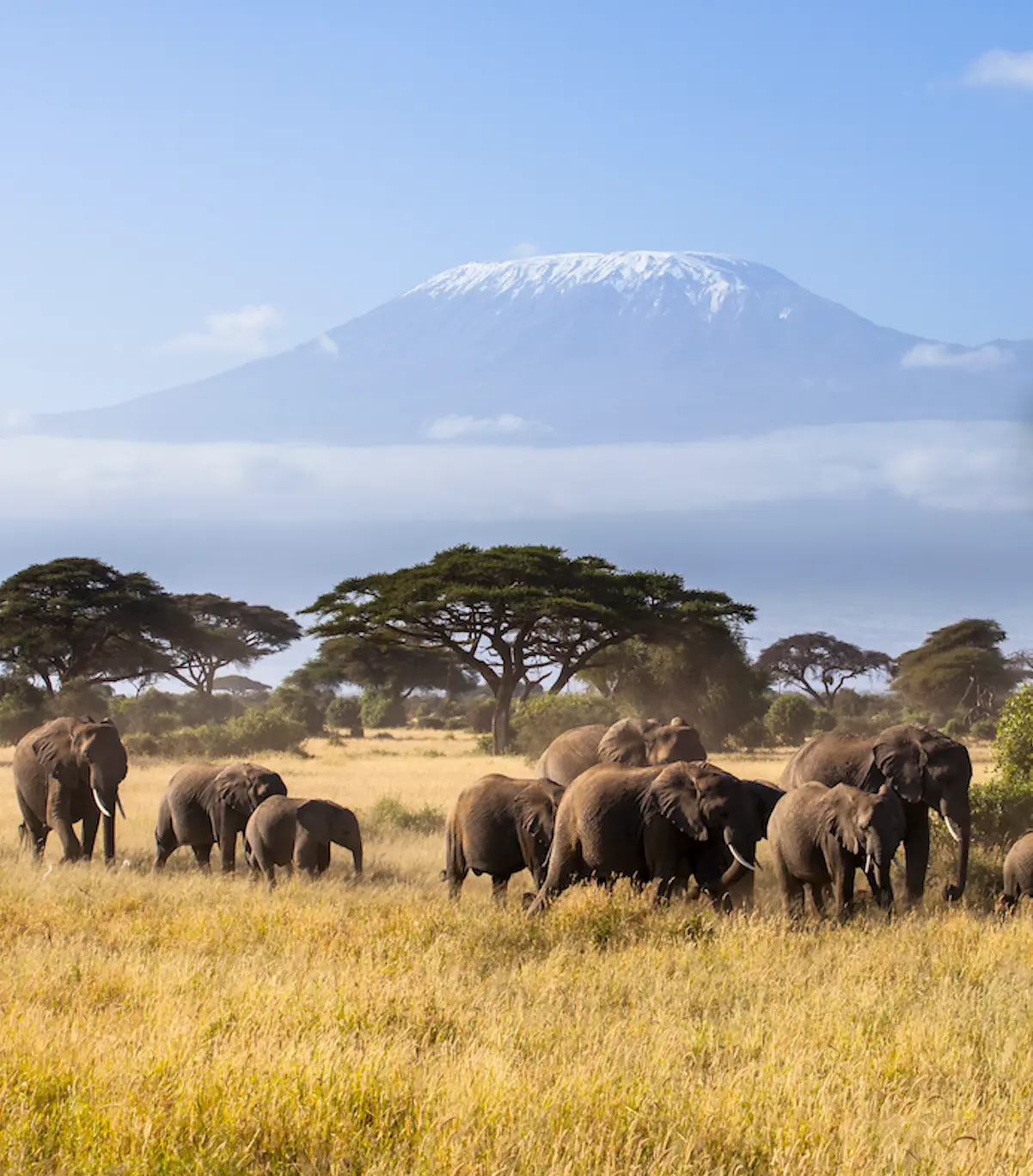 The famous Mount Kilimanjaro is the highest mountain in Africa.